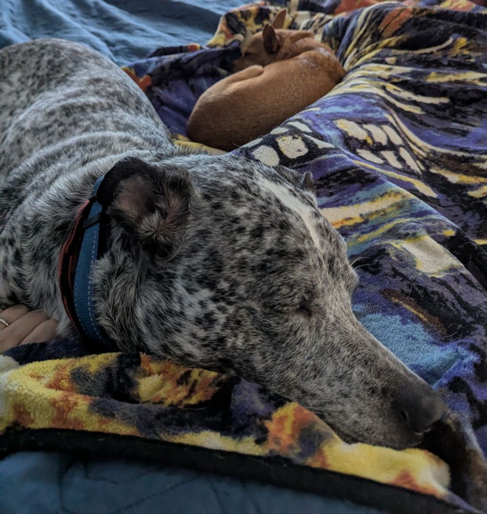 A large silver spotted dog dozes on a blanket-covered human. A small Chihuahua mix is curled up against the legs of the same human. Essentially there is a complete border of resting dog along the human's left side.
