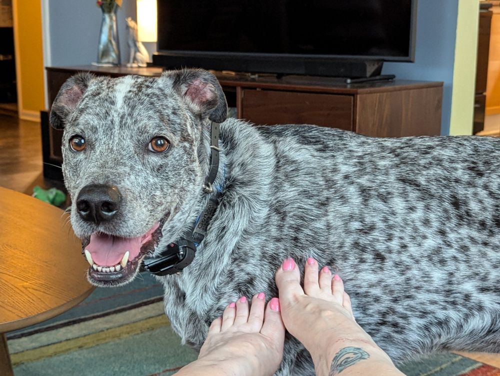 Gonzo the silver spotted dog looking very happy. There are two bare feet touching his shoulder.