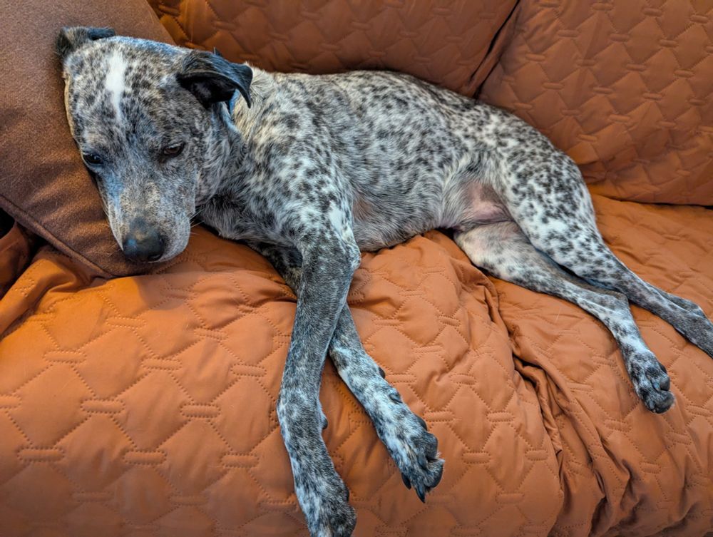 Gonzo the gray spotted dog lying on a couch with somewhat floppy ears.