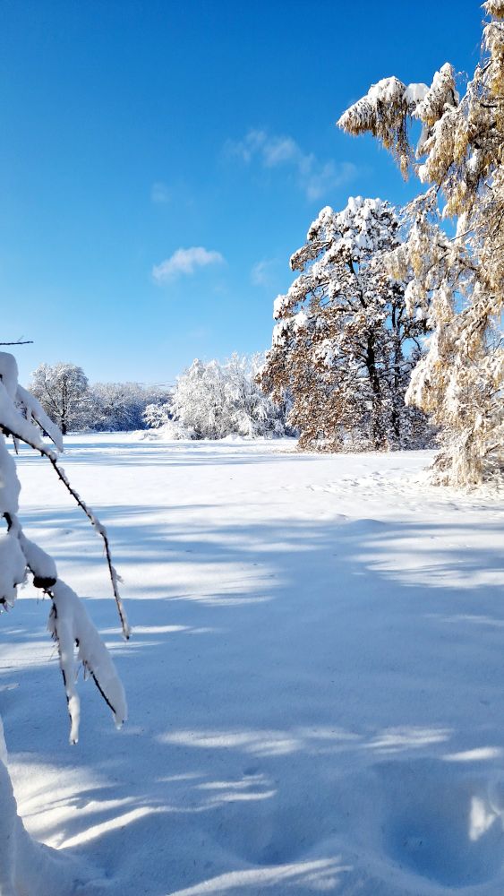 Das Bild zeigt eine schneefläche in einem Park, am rechten bilrand stehen tief verschneite Eichen, die noch Restlaub unter dem Schnee tragen. Die Sonne scheint, der Himmel ist blau, es ist eine Winteridylle.