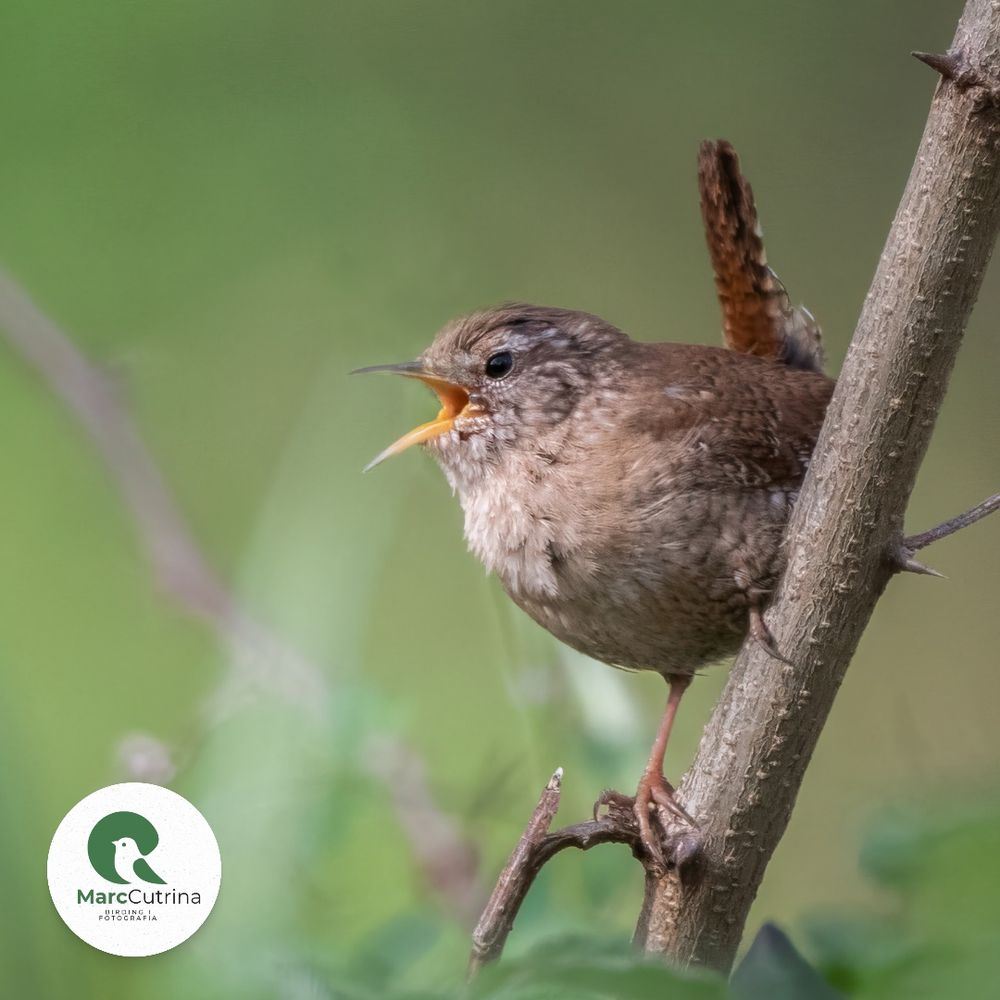 Cargolet perxat en una branca cantant amb  el bec ben obert i la cua enlairada. El fons és verd