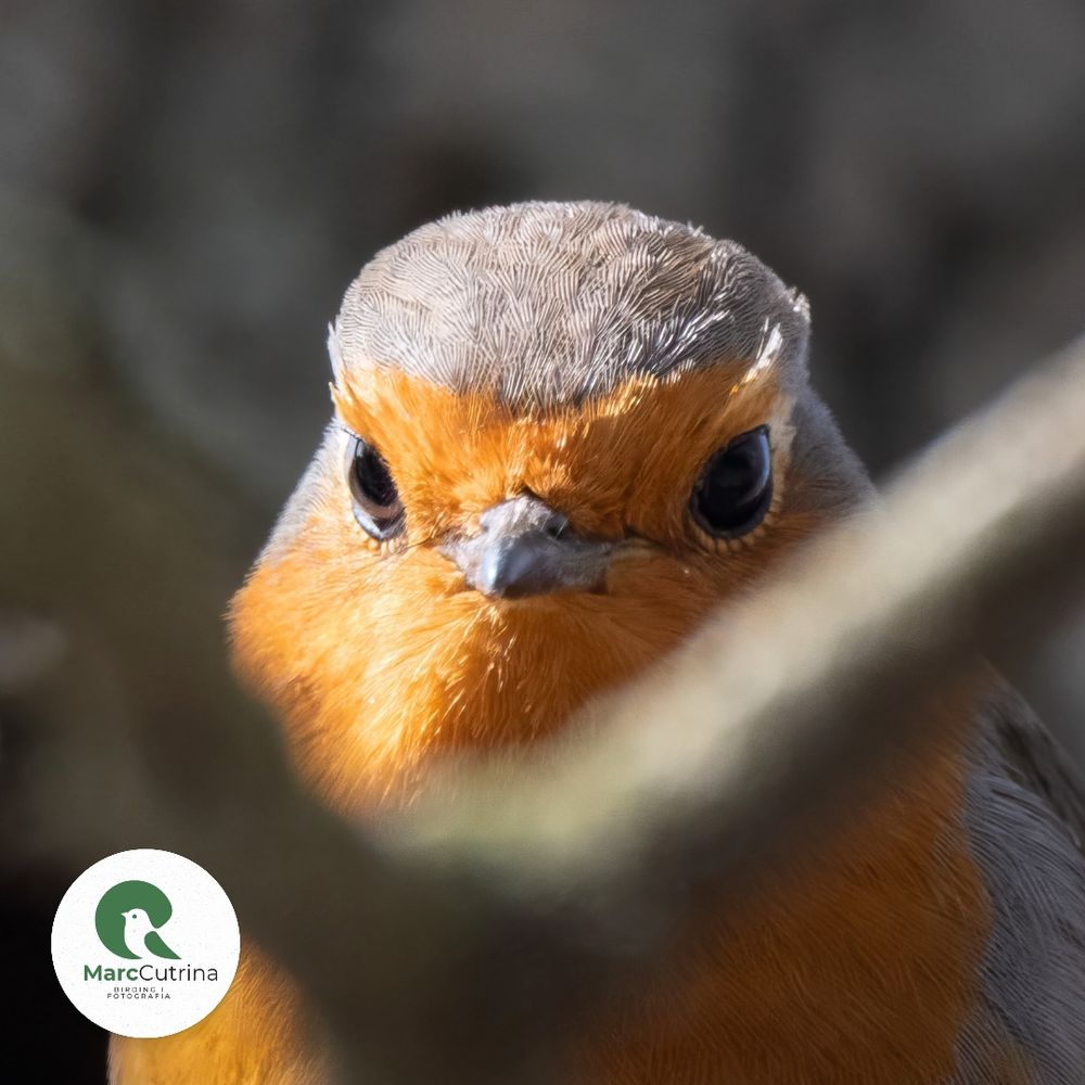 Un primer plà d'un pit-roig que rere unes branques ens dedica una mirada seriosa i inquisitiva