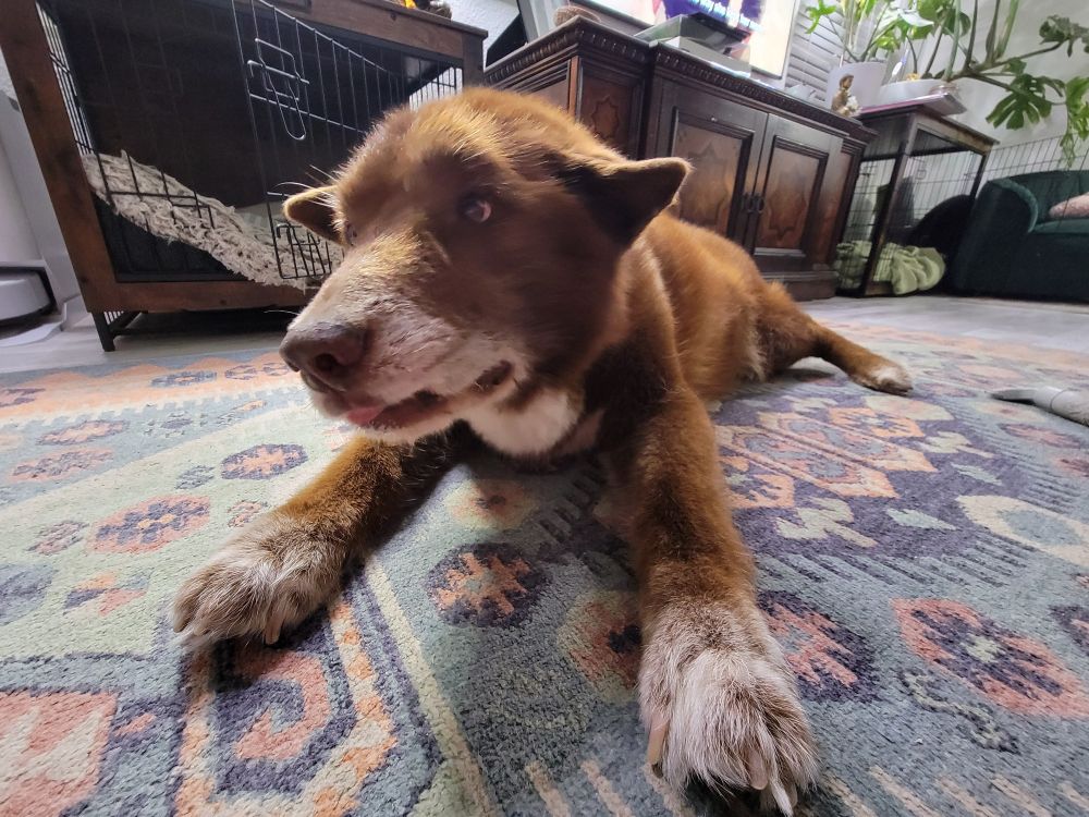 This a picture of an angel which also happens to look like a brown dog. His name is Neko, he's 16 years old and loves to skip.