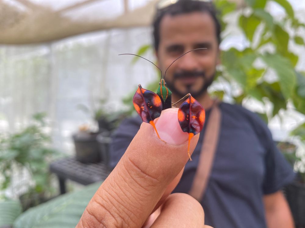 Researcher Ummat Somjee holding a flag footed bug 