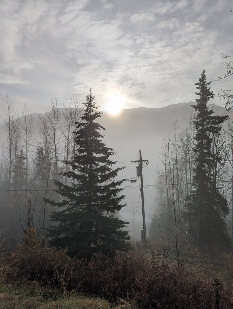 Power pole and trees sticking out of the fog, sun trying to shine through.