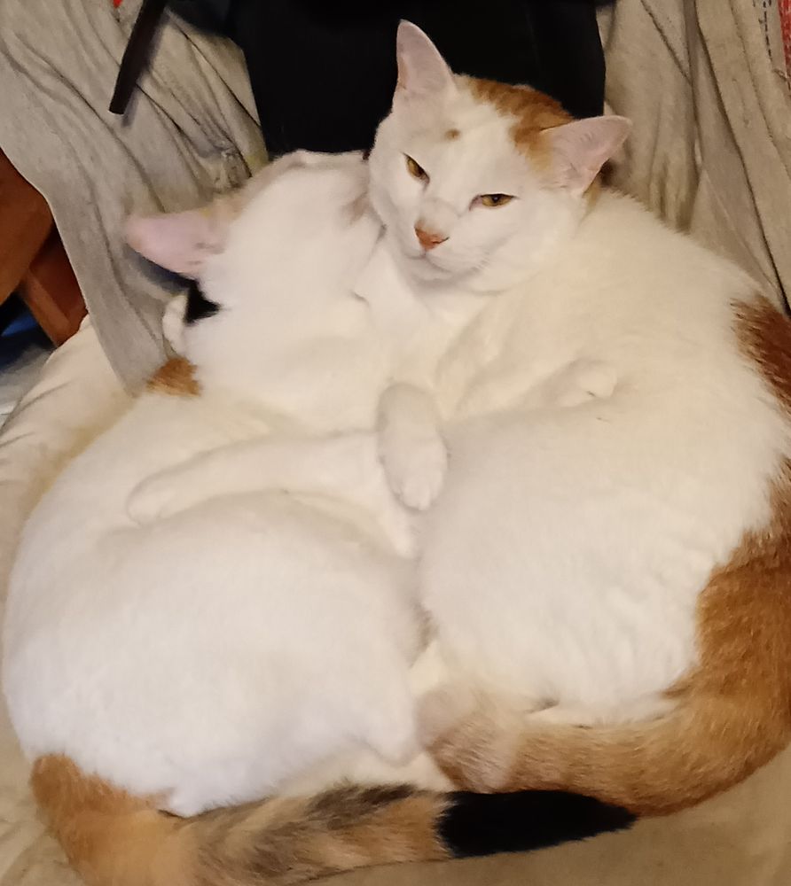 兄妹ねこシロandみーこ、ペロペロなめてます。