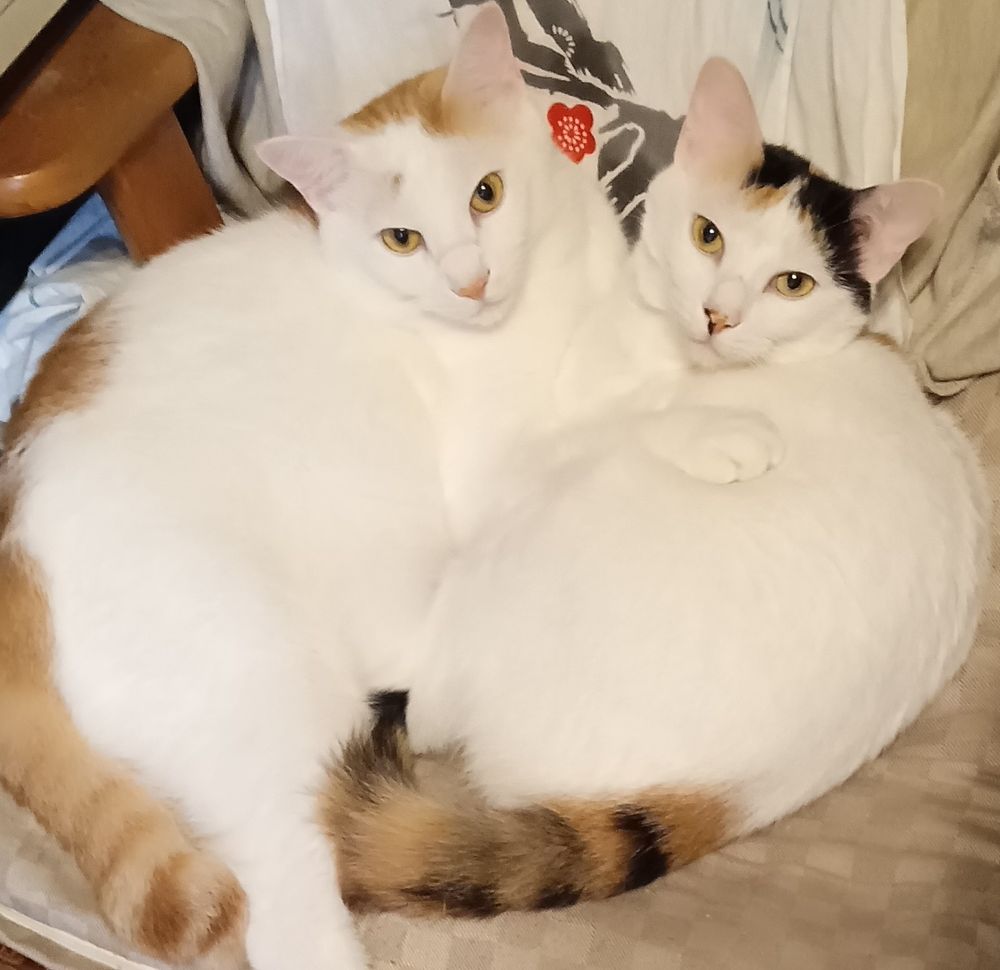 秋、ねこ兄妹くっつきそめる候。ねこ兄妹がくっついています。