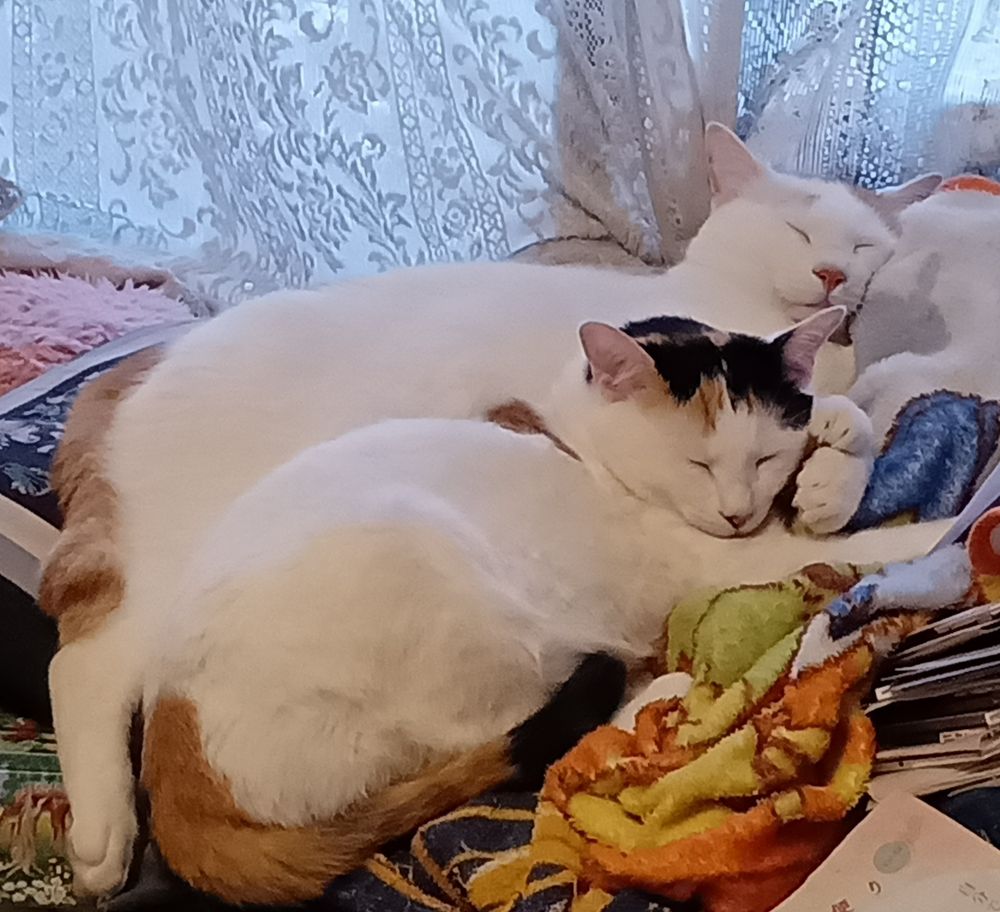 寒い日にくっつく兄妹ねこ、シロandみーこ