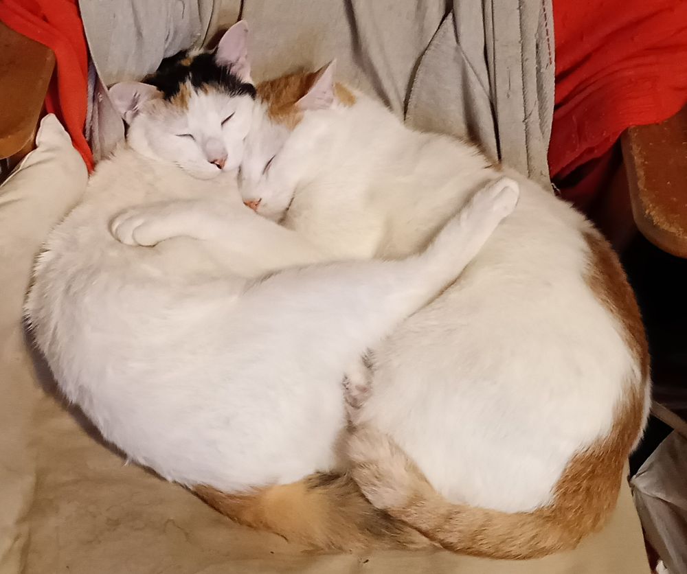 兄妹ねこシロandみーこ、眠り方新ヴァリエーション、足出し型