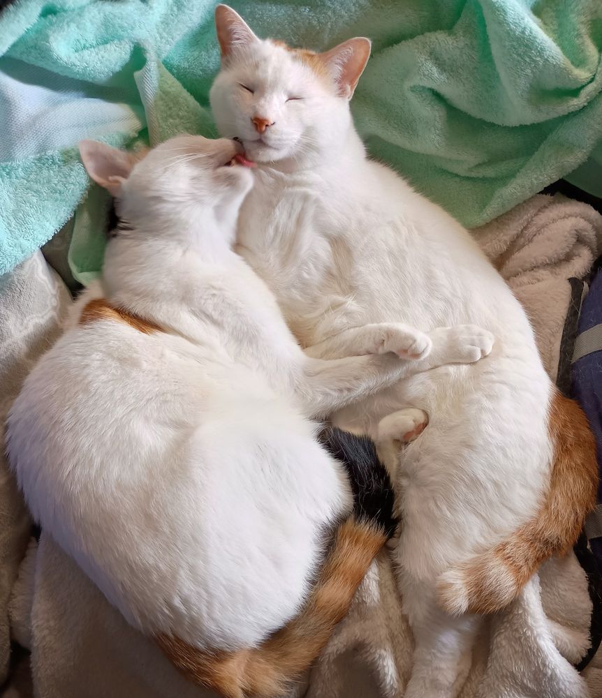 兄妹ねこ、シロandみーこ、ぺろりペロペロ毛づくろいしてあげています。