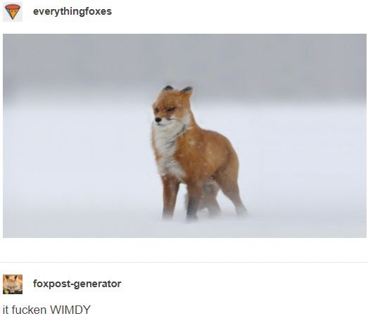 ”it fucken WIMDY” fox meme