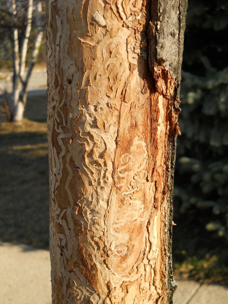 The trunk of an ash tree with many emerald ash borer galleries