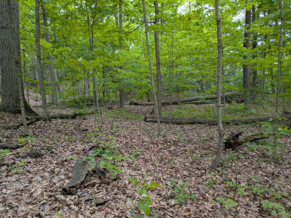 Some trees with downed logs in the mid ground. Not the log I tripped over though. I was bleeding too badly to snap a photo...