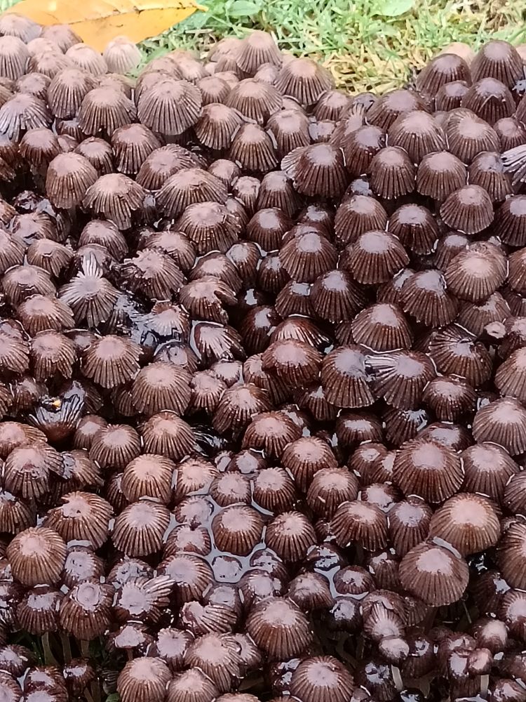Cluster of tiny brown fungus, this is the only visible evidence of where a tree once grew. These shrooms grow in the same area every autumn/winter. 