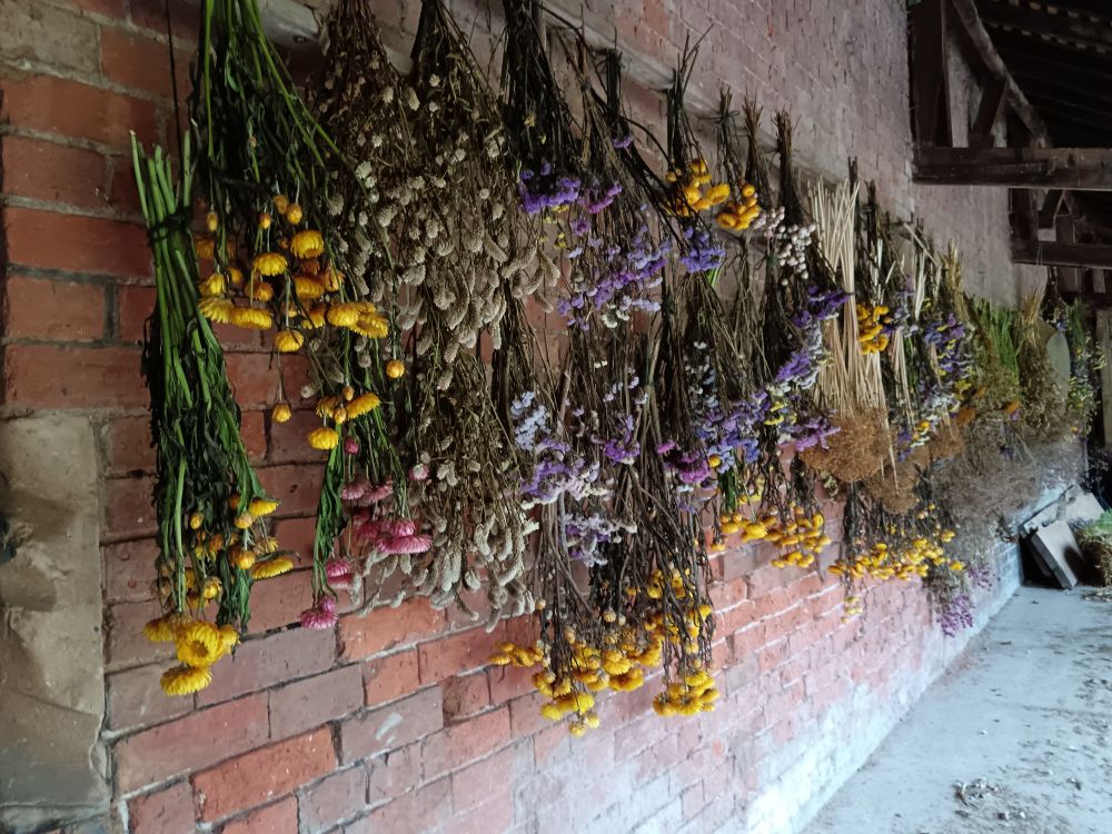 Flowers and grasses from the walled garden hanging up to dry in one of the outbuildings at Attingham Park National Trust. Beautiful pinks yellows and purples. Perfect 👌