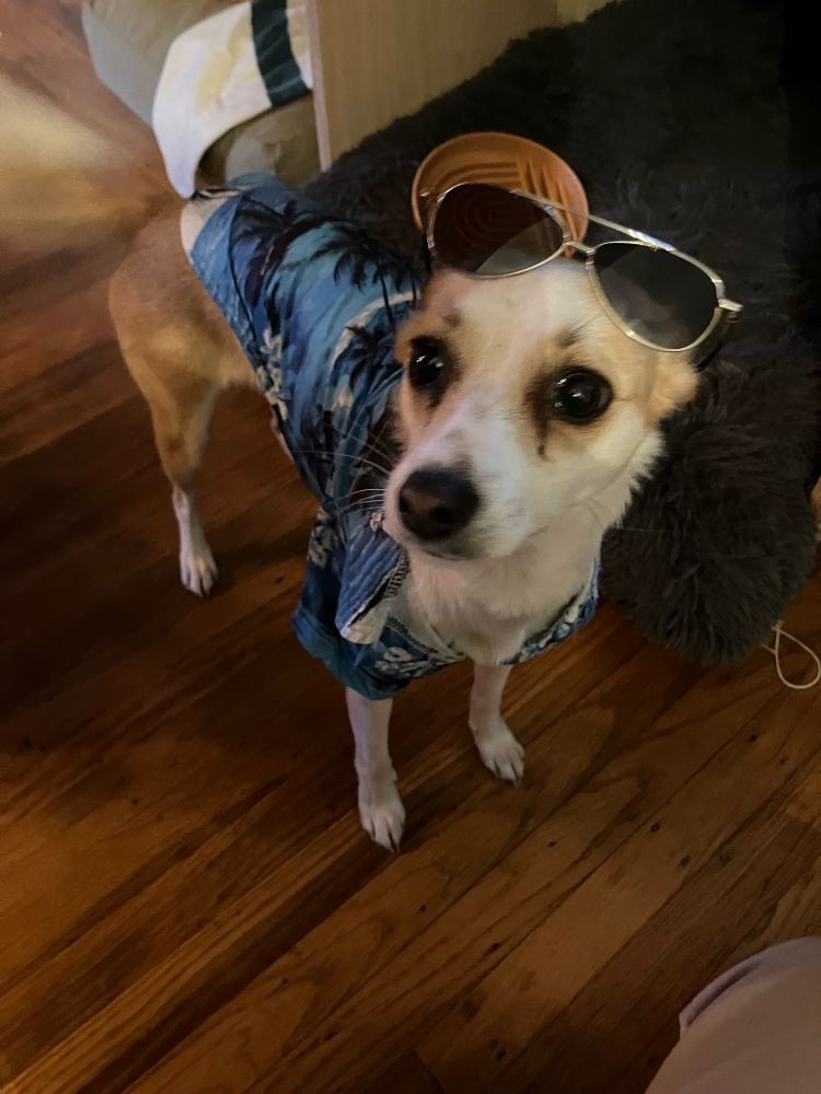 winnie, a foxy face long legged reddish and white dog wearing a blue hawaiin shirt with aviators on her head. she is dressed as larry from weekend at bernie’s for halloween 