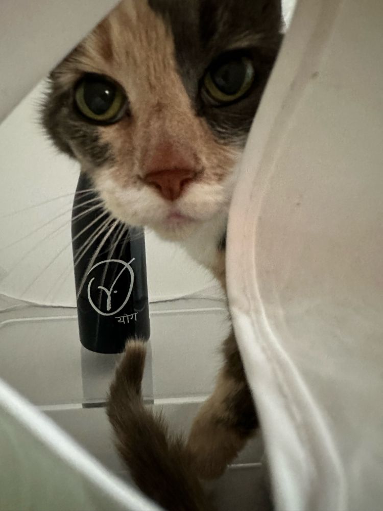 calico kitty face peeking out of a photo lighting tent (there is a bottle of wine behind the cat in the background) 