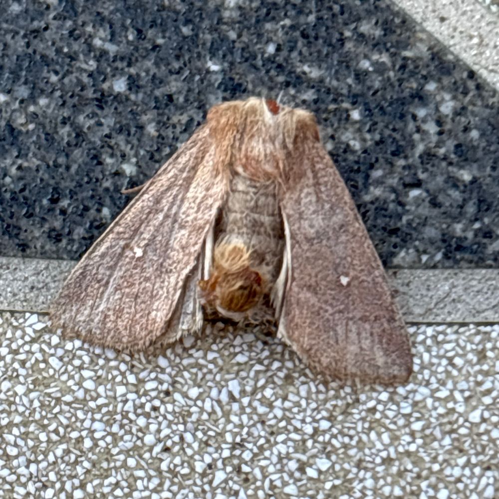 White-point a macro moth recorded overnight in a garden in SE Hampshire. The moth is mortally wounded having been found headless next to the trap. 