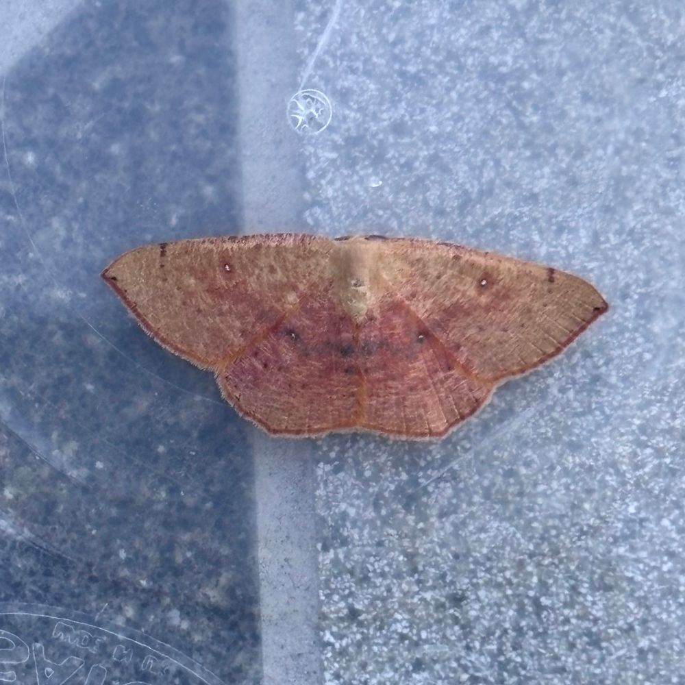 Blair’s Mocha trapped overnight 24th September in South East Hampshire VC11