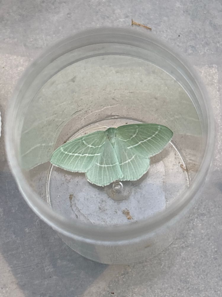 Small Emerald Moth trapped overnight 9th Sept Hampshire VC11