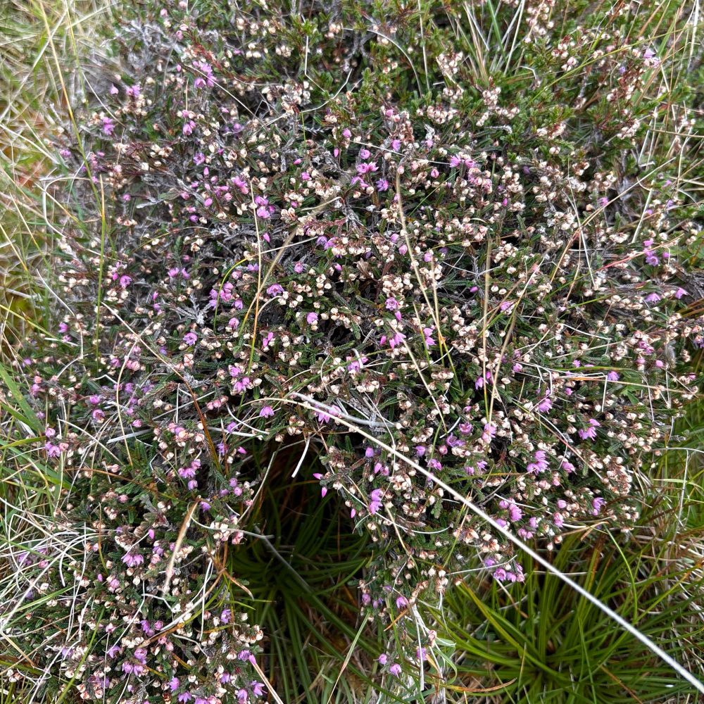 Heather / Ling (Calluna vulgaris) in flower - seen on a slow walk to Broch of Culswick, Shetland @bsbibotany.bsky.social @plantlifeuk.bsky.social