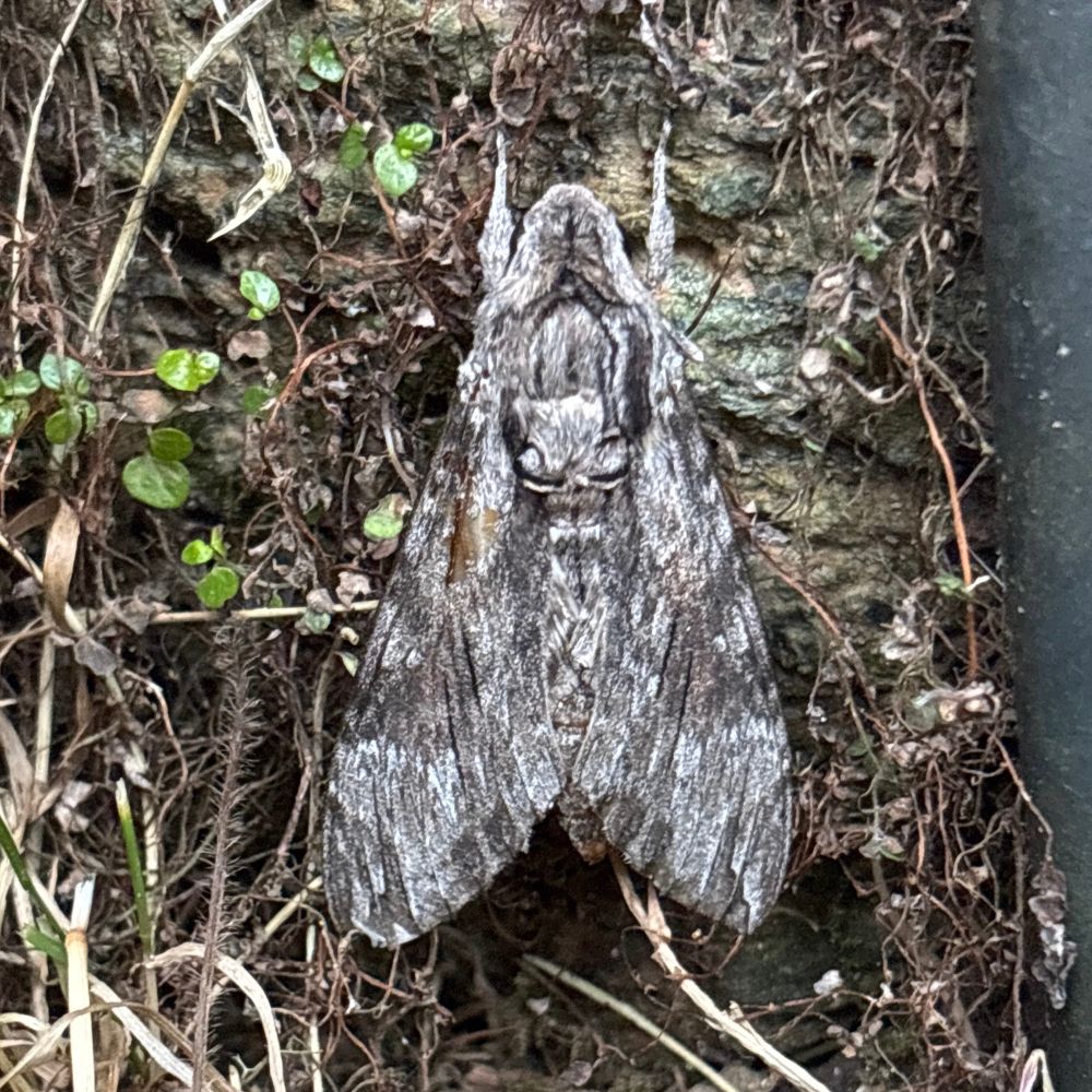 Convolvulus Hawk-moth to MV Lizard Cornwall, 29th Aug 2025
