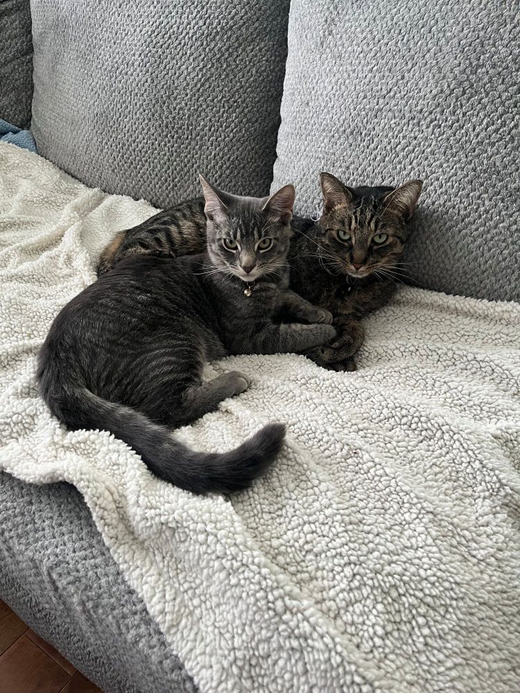 A small diva and his giant buff bf 