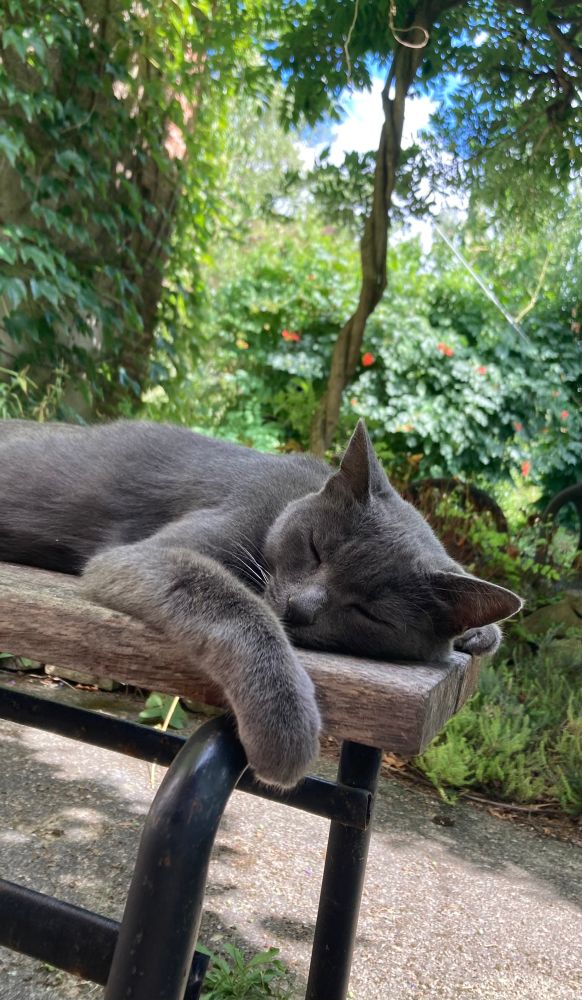 Minette grise allongée endormie sur SON banc