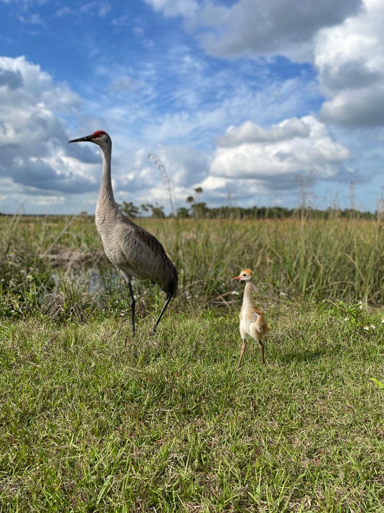 An adult Sandhill Crane with a small chick standing next to her. 