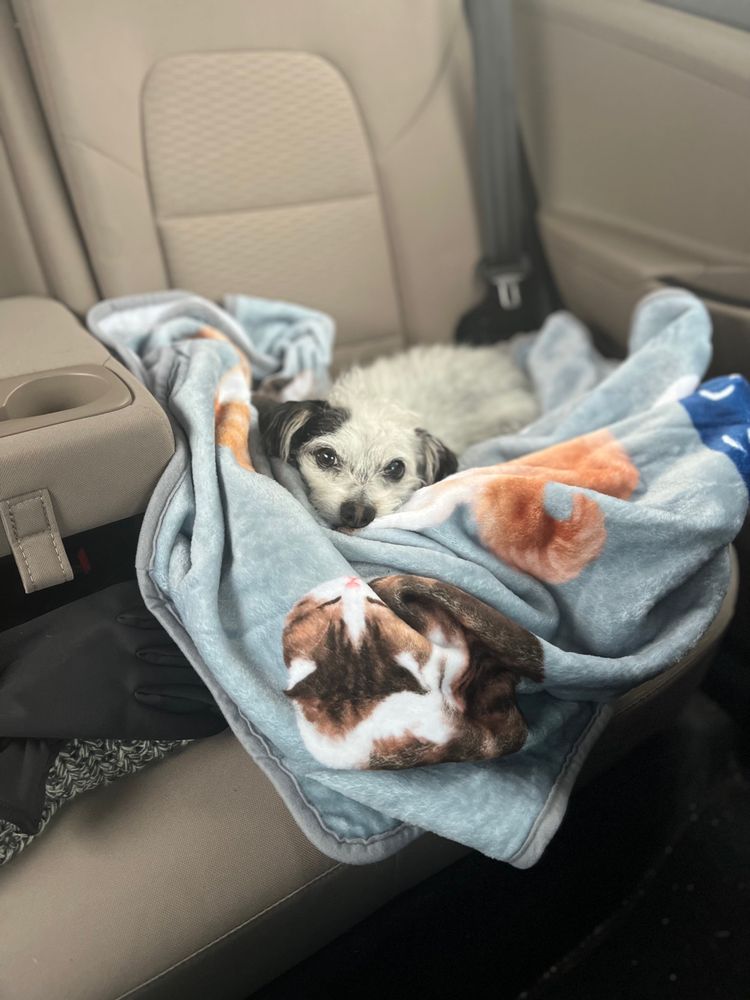 Small white dog with black ears. Gazing up at you while she lays in a pile of blankets in the backseat of a car. She believes the snack you are eating is for her.