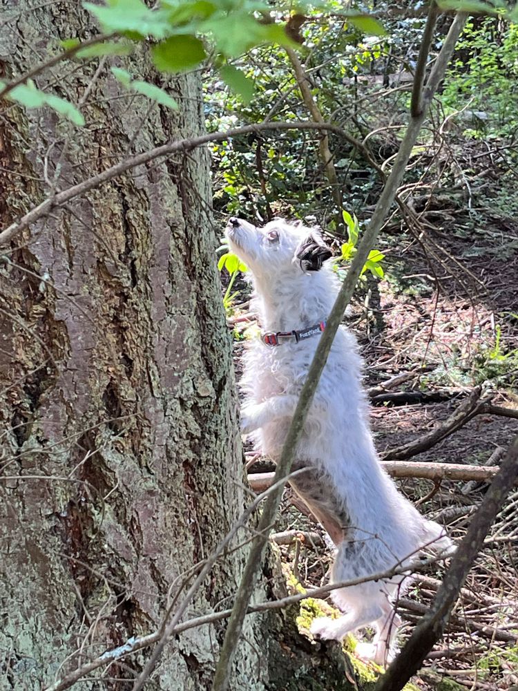 Small white dog with black ears. Standing with her paws against a tree, looking up towards an unseen squirrel.