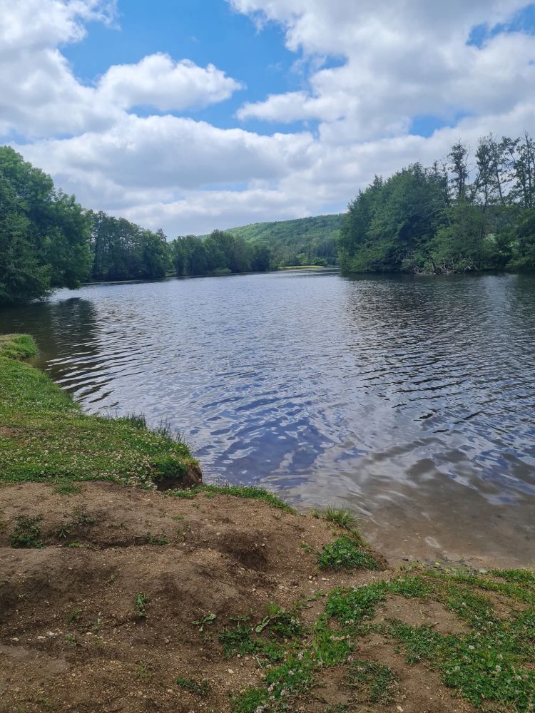 Une rivière bordée d'arbres 