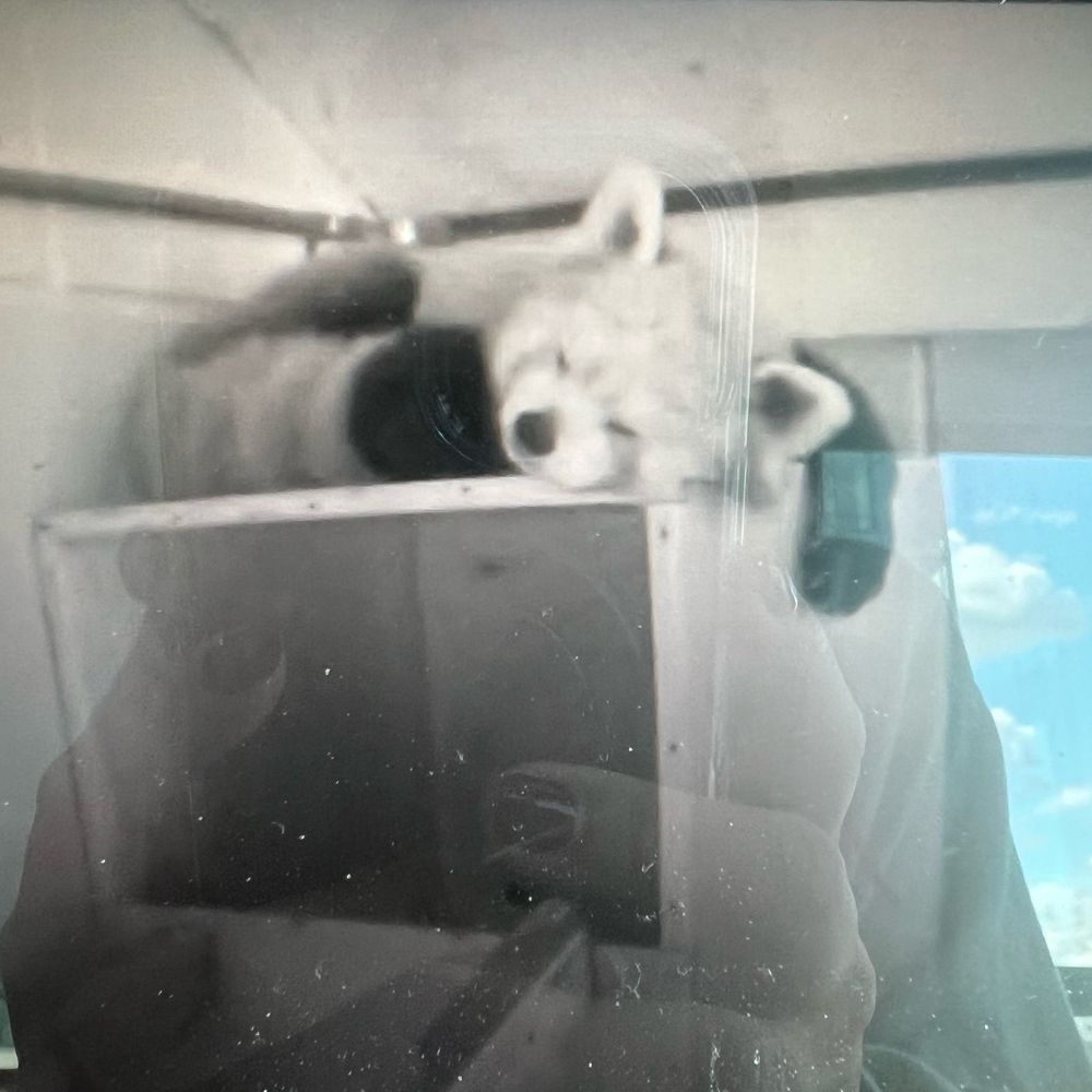 Black and white photo of a computer screen with a red panda sleeping on top of a ledge 