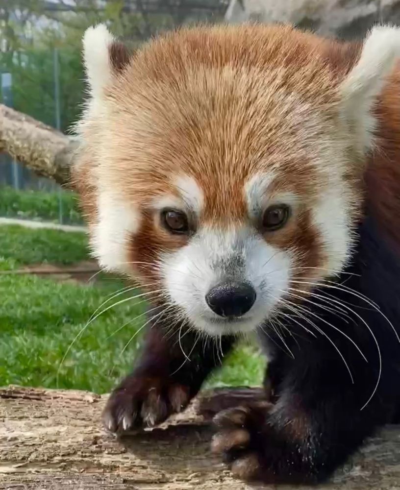 Gimli the red panda looks at you