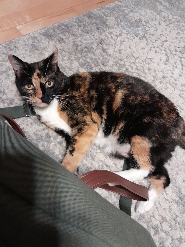 A tortoiseshell-and-white cat with her paws tangled in the leather strap of a green duffel bag, looking mildly guilty