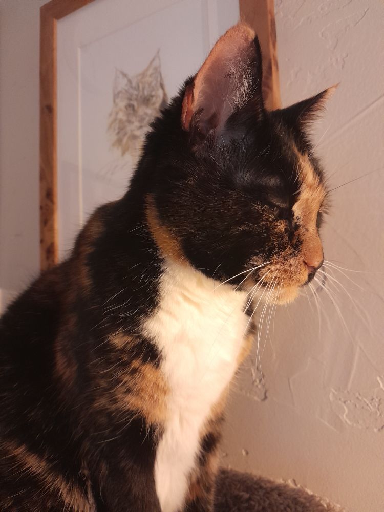 A sleepy tortoiseshell-and-white cat