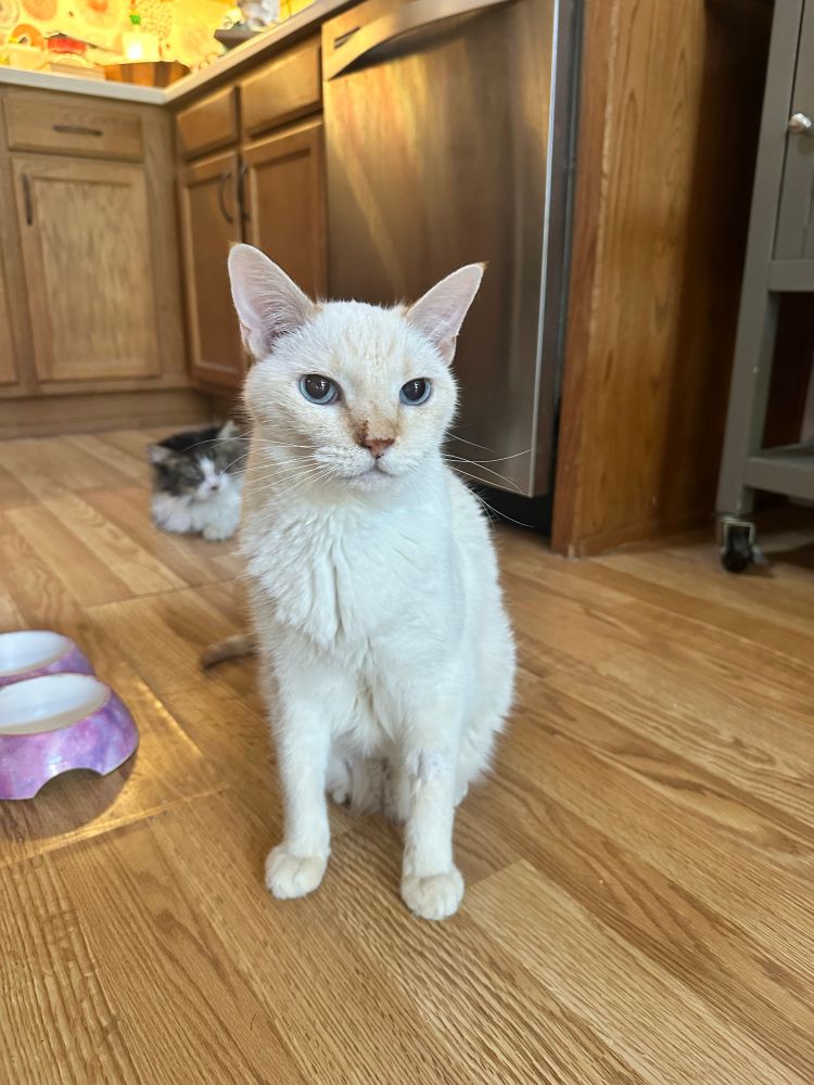 Photo of a white flame point Siamese cat named Eames who is a sitting on a wood floor with two cat food bowls next to him and a grey and white cat in the background.