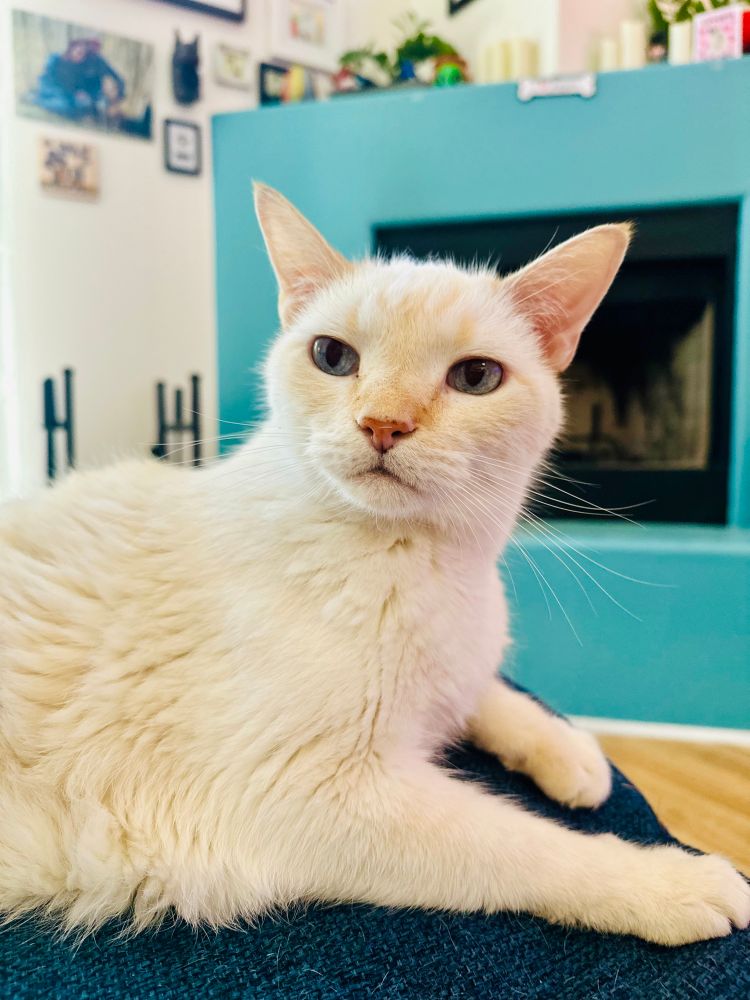 Photo of a cute white flame point siamese can named Eames posing in front of a turquoise fireplace. 