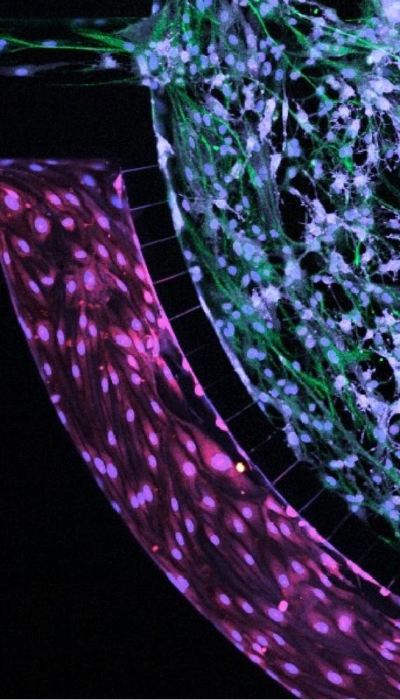 A multicolored confocal microscopy image with blood-brain barrier cells in a microfluidic device on a black background. Red colored endothelial cells are in the left channel, green astrocytes, and purple pericytes are in the right channel. The channels are connected by small openings 