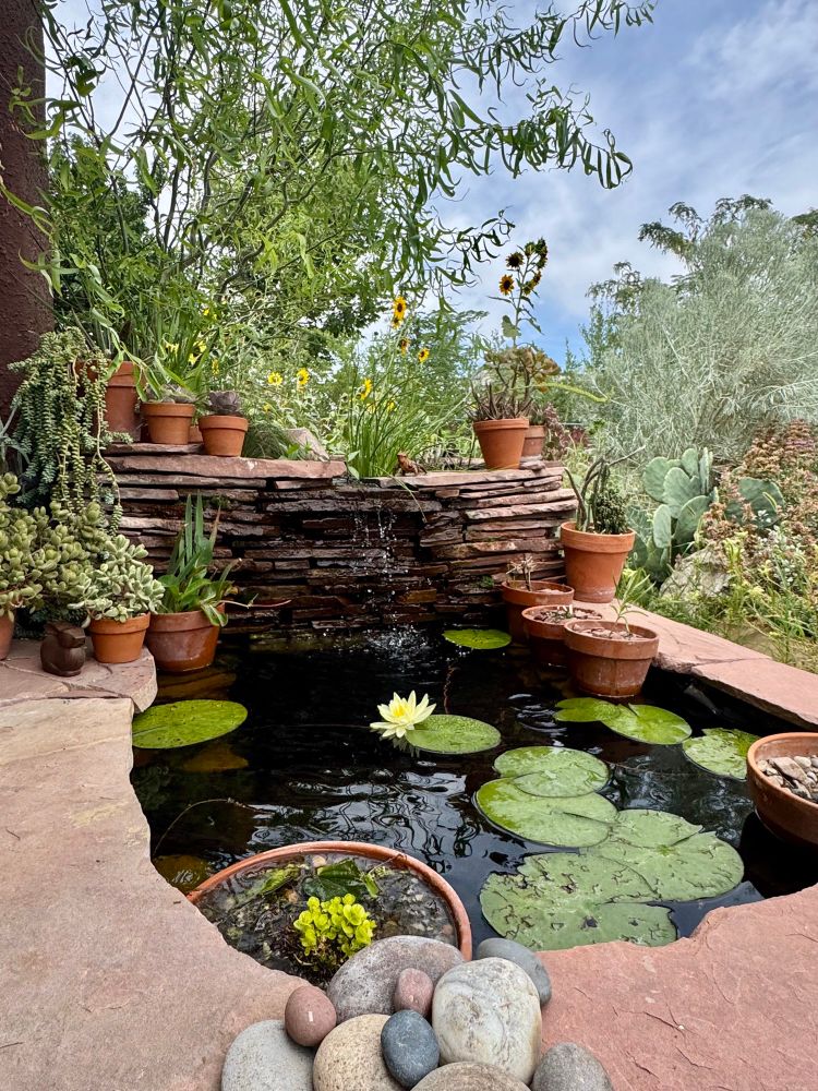 A small watergarden surrounded by flagstone with a yellow water lily in bloom. 