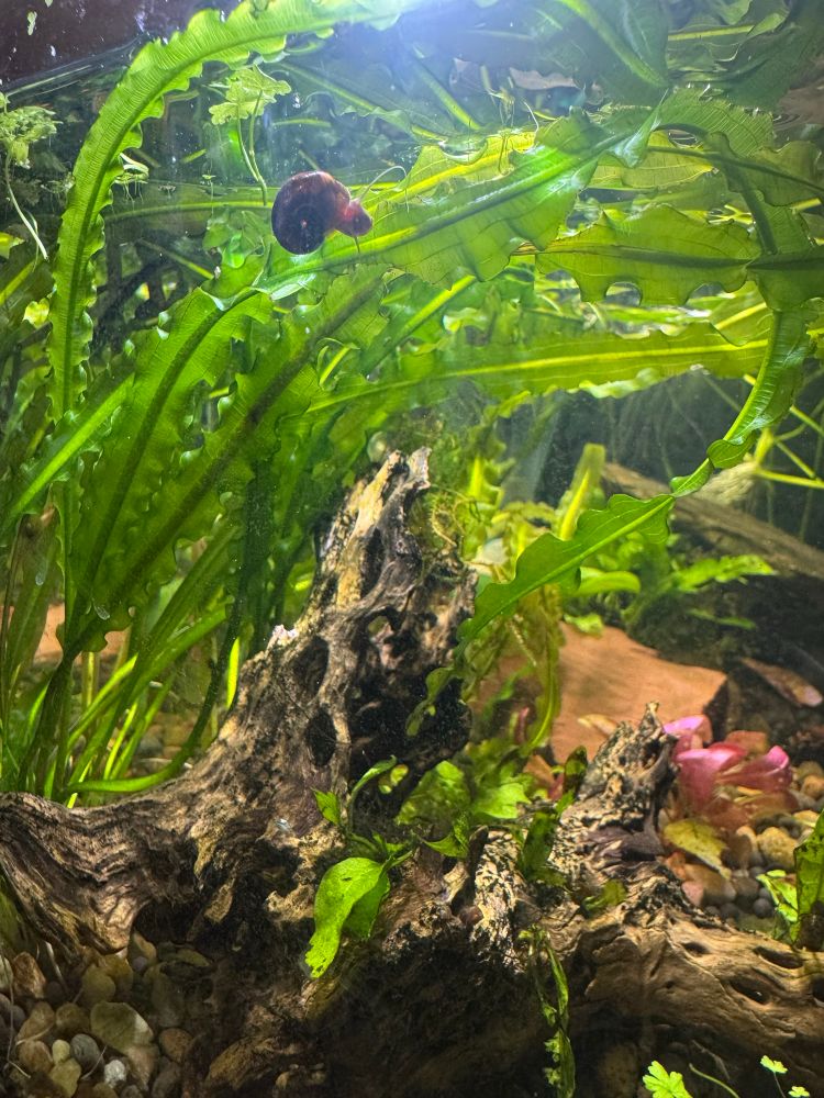 A ramshorn snail on an aquatic plant above a piece of cholla cactus skeleton.