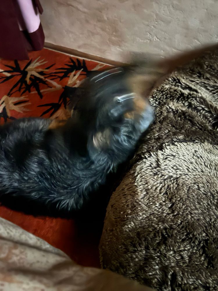 a blurry wet black dog