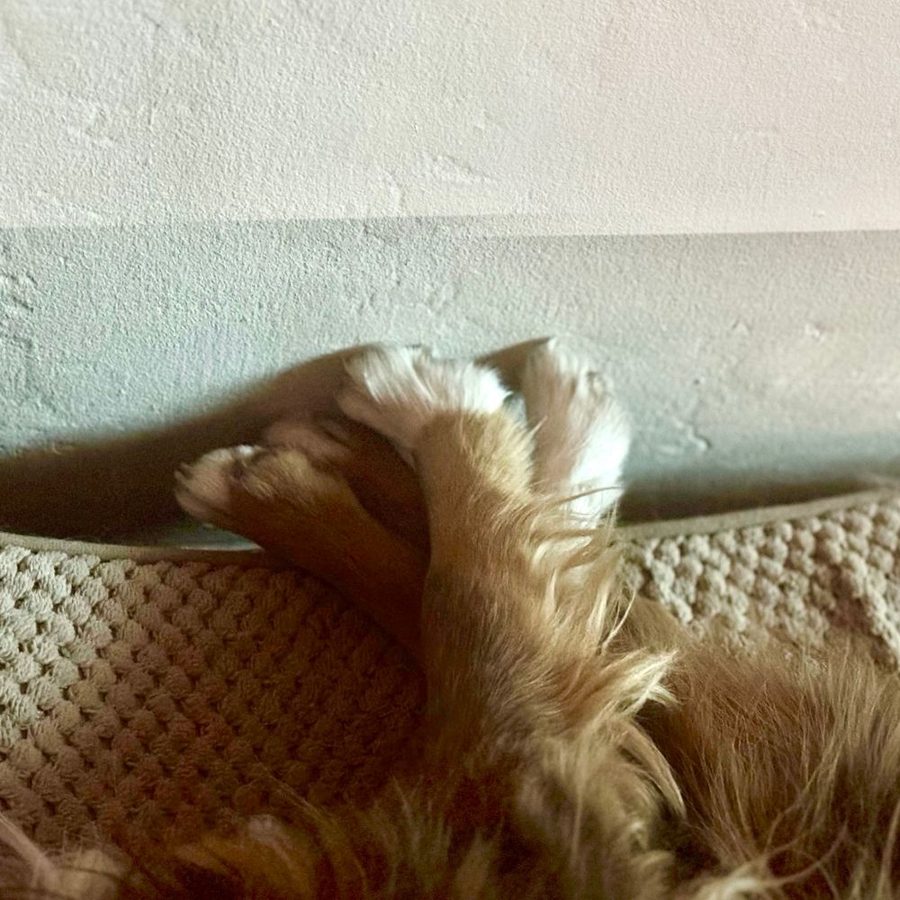 Four stacked red and white dog paws, beans touching a white wall. 