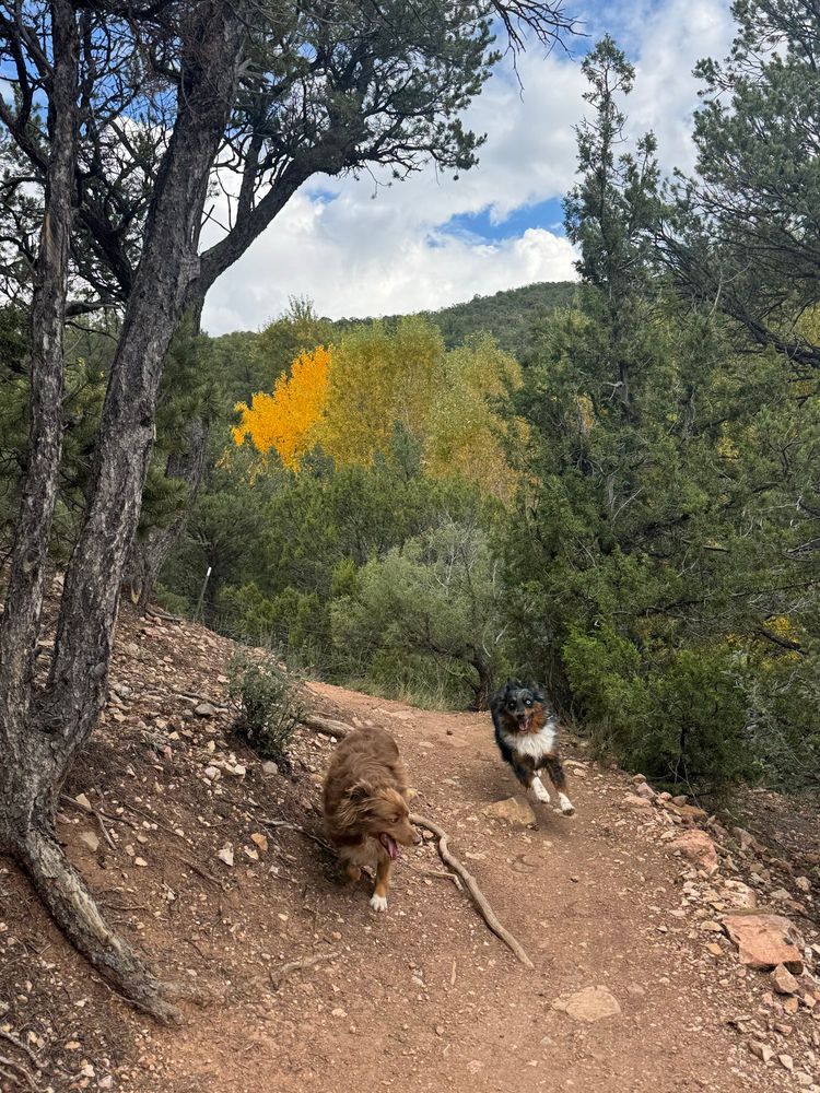 A red dog and a black dog romping on a trail. A forest with one cottonwood turning bright gold and blue sky with clouds in the background.