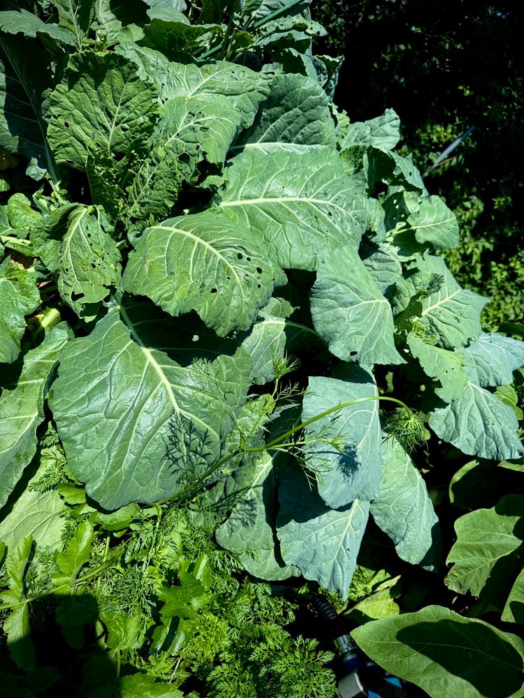 Greens in the garden