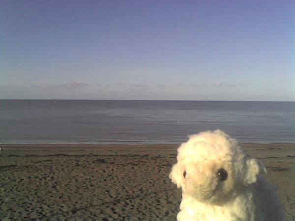 plush lamb on a long empty beach 