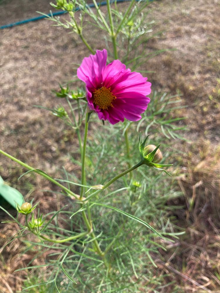 Flowering dill plant. A flower with magenta petals and yellow center blooms atop a thin green stem, surrounded by unopened buds. The feathery (and tasty!) leaves are below the flowers. 