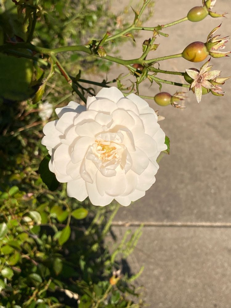 A small white rose in full bloom, including the yellow stamens. In the background are green rose leaves and a few rose hips ripening from green to red. 