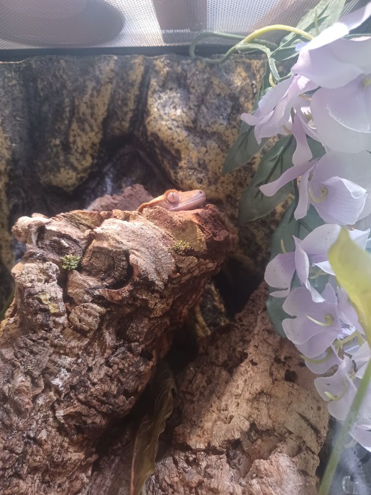 Crested gecko sticks just the top of his head out of his Little tree bark hide. 