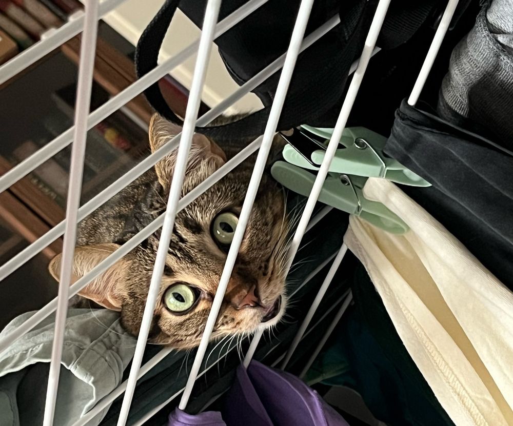 Schwarz-braun getigerte Katze liegt auf einem Wäscheständer und schaut durch die Streben.